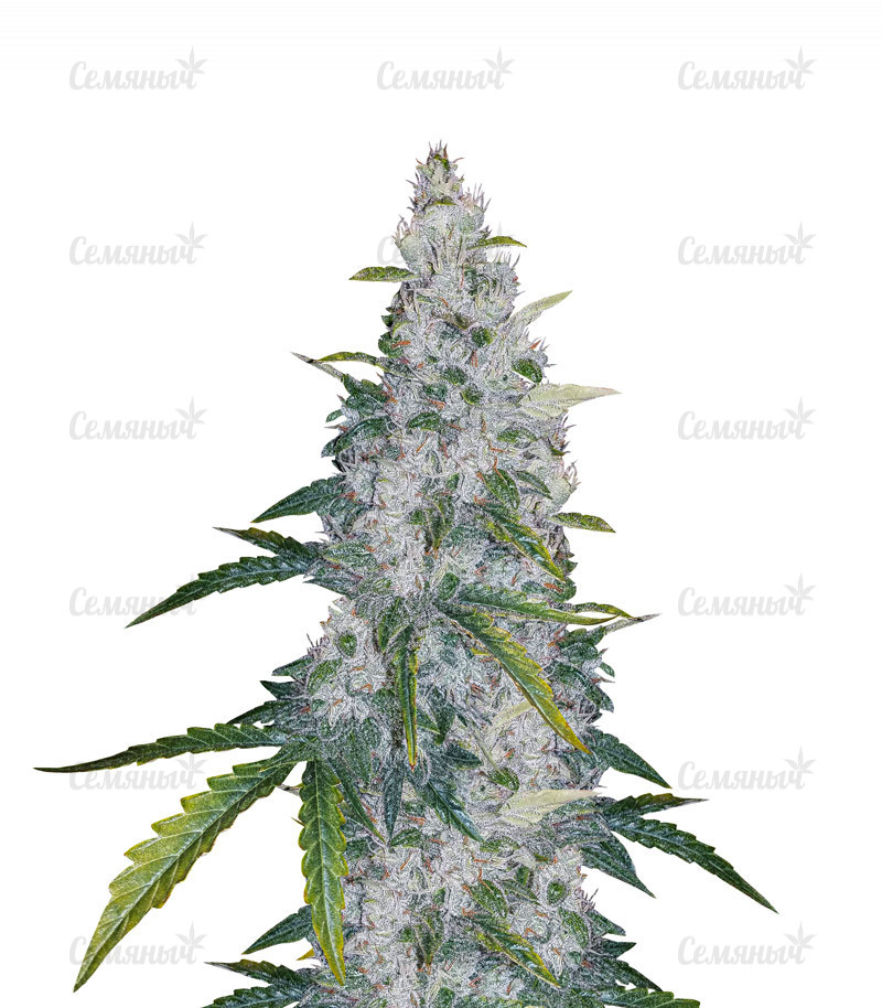 Семена сорта   Auto White Widow fem (Dutch Passion) 