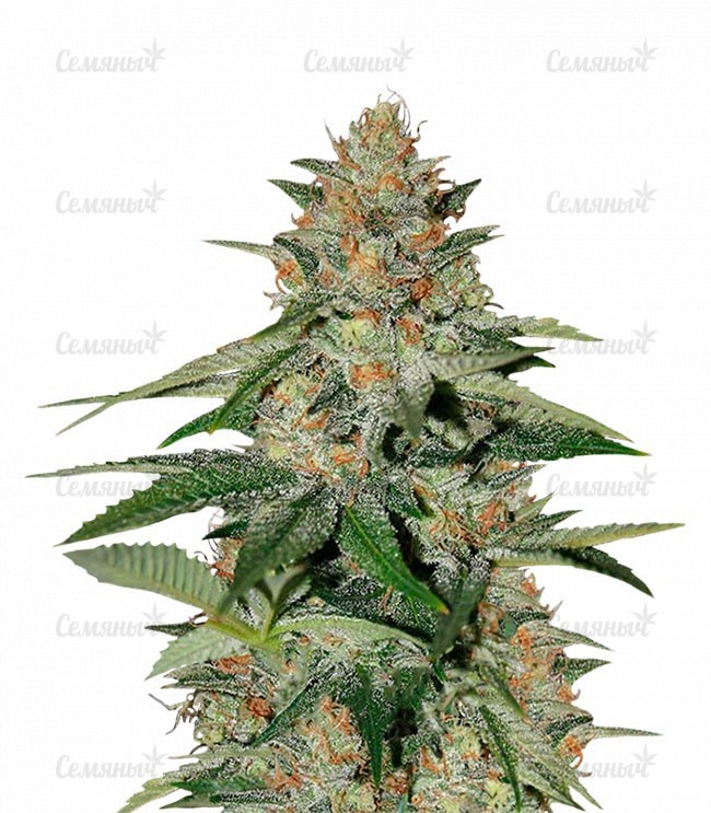 Семена сорта   Delicious Candy Early Version fem (Delicious Seeds) 