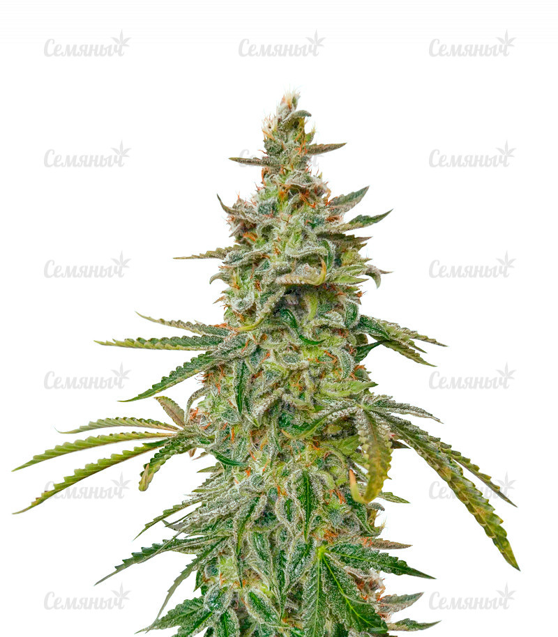 Семена сорта   Auto Brooklyn Sunrise fem (Dutch Passion) 