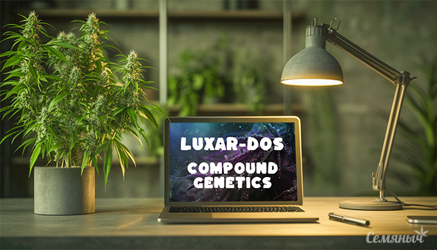 Гроурепорт сорта Luxar-Dos fem от Compound Genetics