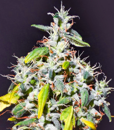 Семена сорта   Northern Lights fem (Herbies Seeds) 