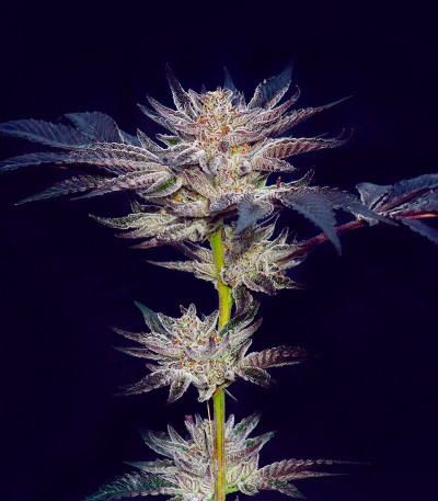 Семена сорта   Slipstream fem (Compound Genetics) 