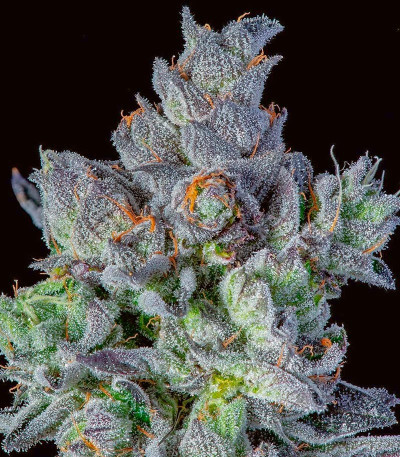 Семена сорта   High Society fem (Compound Genetics) 