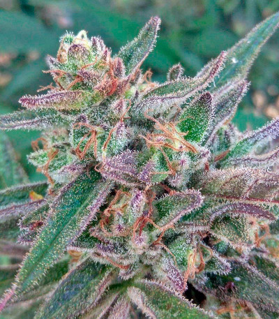 Семена сорта   Black D.O.G. fem (Humboldt Seeds) 