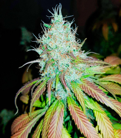 Семена сорта   Leisure Zoot Larry fem (Dr. Krippling Seeds) 