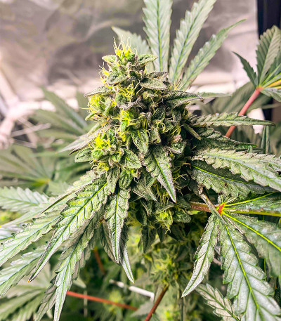 Семена сорта   Runtz Fast Flowering fem (Humboldt Seeds) 