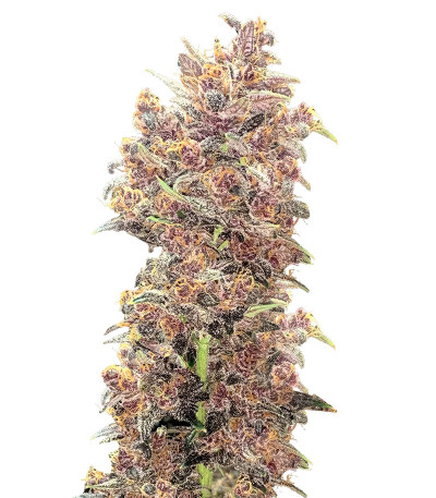 Семена сорта   Purple Lemonade FF fem (FastBuds) 