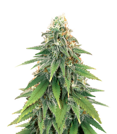 Семена сорта   Heavy Kickers Mix fem (Herbies Seeds) 