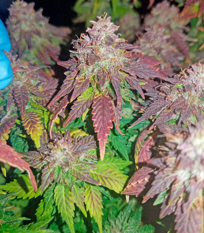 Семена сорта   Purple Trainwreck fem (Humboldt Seeds) 