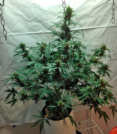 Семена сорта   Blue Amnesia XXL Autoflowering fem (Dinafem Seeds) 