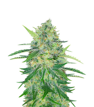 Семена сорта   Indica Mix fem (Herbies Seeds) 