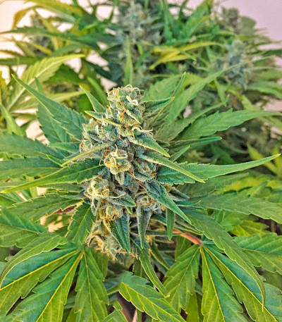 Семена сорта   Amnesia XXL Autoflowering fem (Dinafem Seeds) 