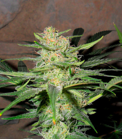 Семена сорта   Fast Flowering Green Crack fem (Humboldt Seeds) 