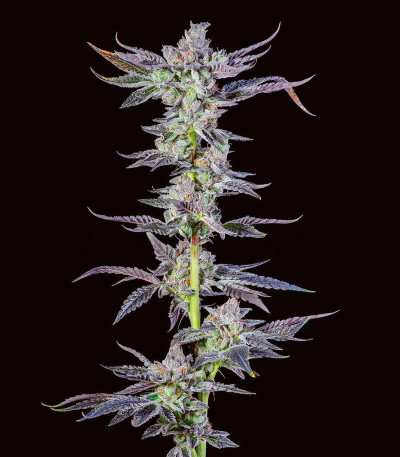 Семена сорта   High Society fem (Compound Genetics) 