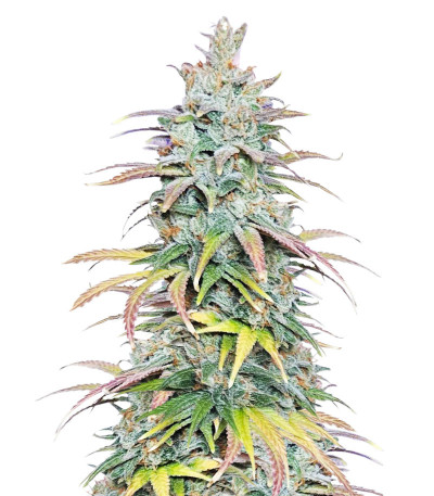 Семена сорта   Dessert Mix fem (Herbies Seeds) 