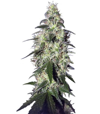 Семена сорта   Buddha Pulsar fem (Buddha Seeds) 