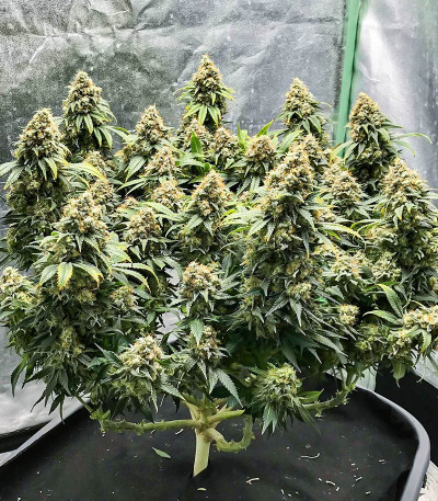 Семена сорта   Heavy Duty Fruity regular (TH Seeds) 