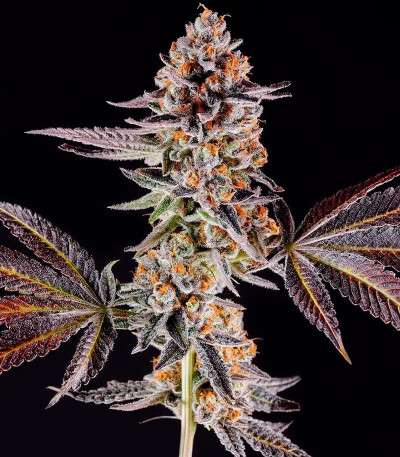 Семена сорта   La Bomba fem (Compound Genetics) 