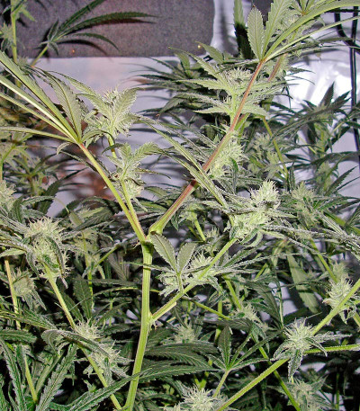 Семена сорта   Trainwreck regular (Humboldt Seeds) 