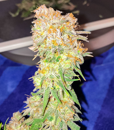 Семена сорта   Banana Cookies fem (Advanced Seeds) 