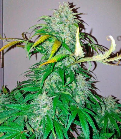 Семена сорта   Bubba Kush Autoflowering fem (Dinafem Seeds) 