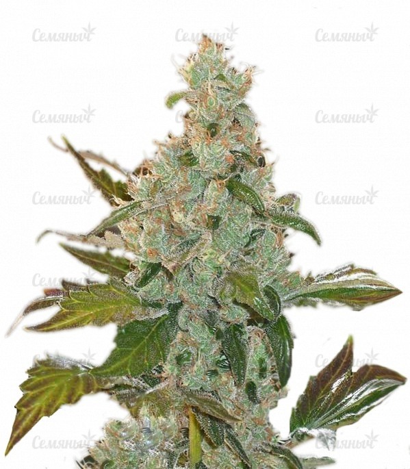 Семена сорта   Cheese fem (GHS) 