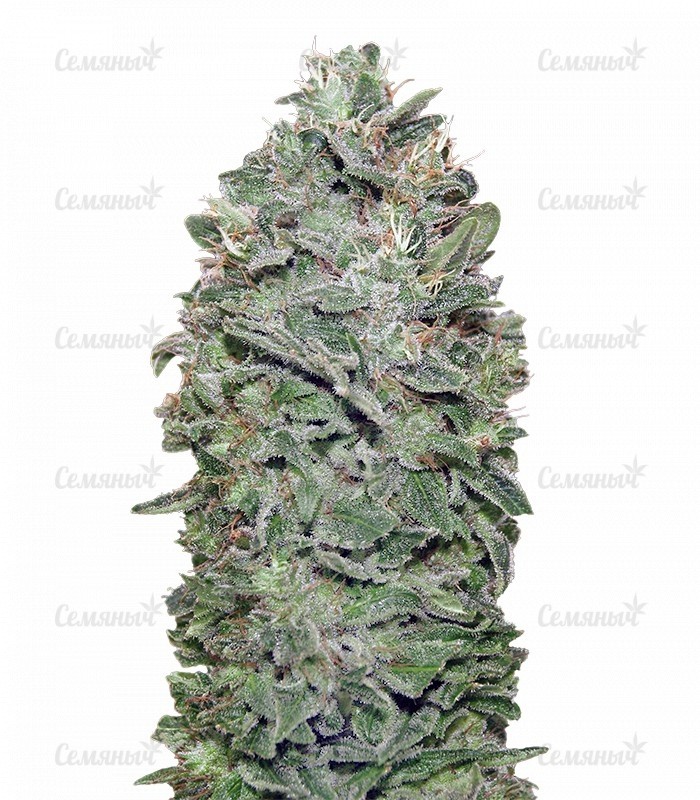 Семена сорта   Sweet Soma fem (00 Seeds) 