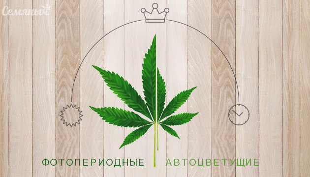 Автоцветущая