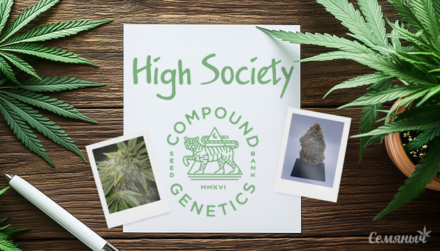 Гроурепорт сорта High Society fem от Compound Genetics