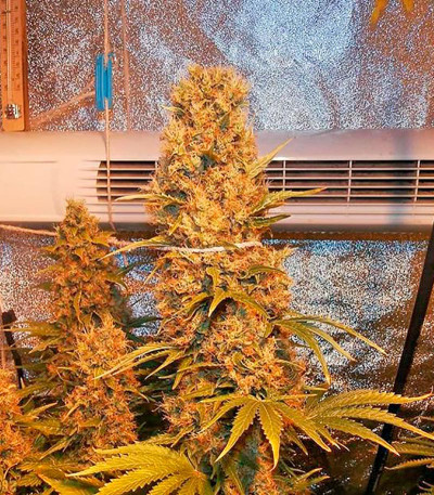 Семена сорта   Blue Thai fem (Dinafem Seeds) 