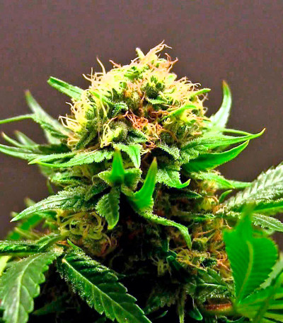 Семена сорта   Shark Attack fem (Dinafem Seeds) 