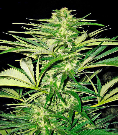 Семена сорта   Shark Shock CBD fem (Dinafem Seeds) 