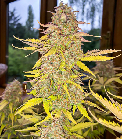 Семена сорта   Acid Rain Autoflower fem (Easy Grow Seeds) 