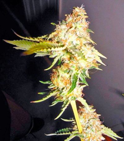 Семена сорта   Dinachem fem (Dinafem Seeds) 