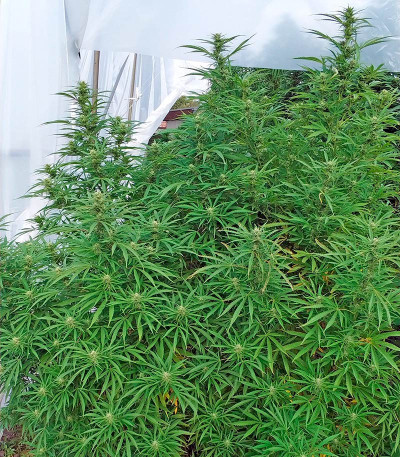 Семена сорта   Critical + 2.0 Autoflowering fem (Dinafem Seeds) 