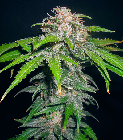 Семена сорта   00 Kush fast fem (00 Seeds) 