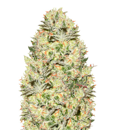 Семена сорта   True Gold OG fem (Anesia Seeds) 