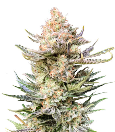 Семена сорта   Moby Delicious fem (Delicious Seeds) 