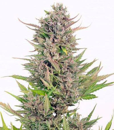 Семена сорта   Critical + fem (Dinafem Seeds) 