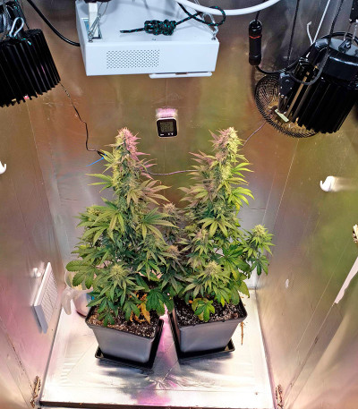 Семена сорта   OG Kush Autoflowering fem (Dinafem Seeds) 